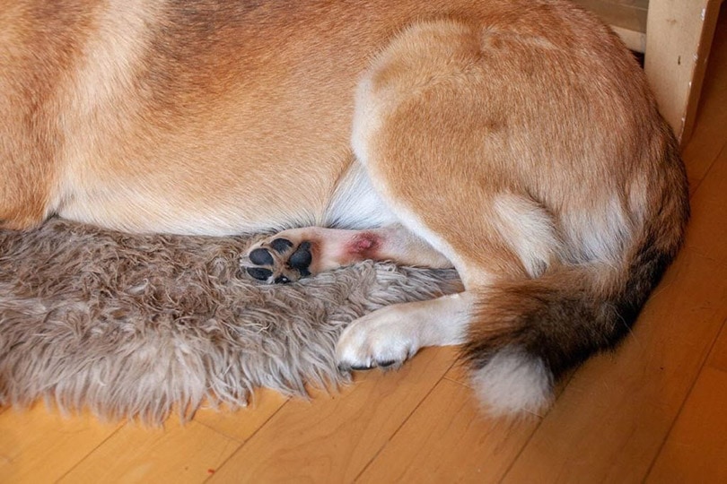 hot spot on dog's hind paw