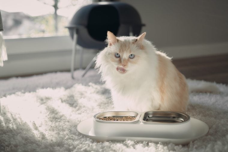 hungry white cat hepper nom nom bowl licking lip