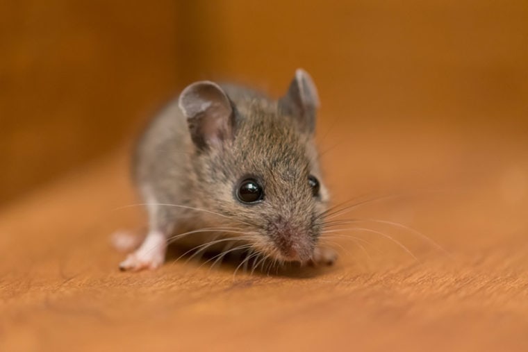 ratón de cerca