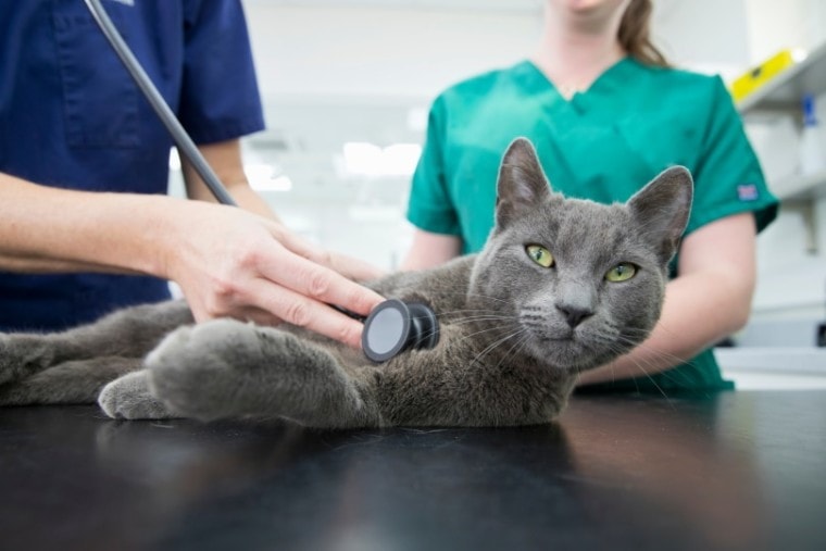 nebelung cat getting checked at a vet clinic