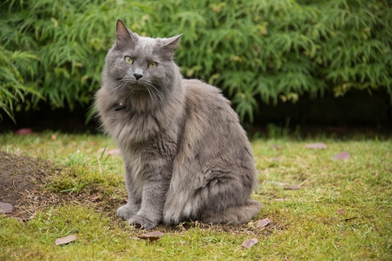 nebelung cat sitting outside on grass