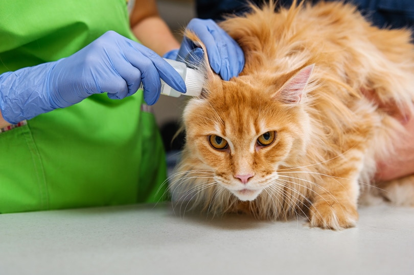 orange cat ear clean by vet