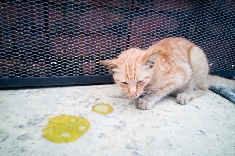 orange kitten near vomit on the floor
