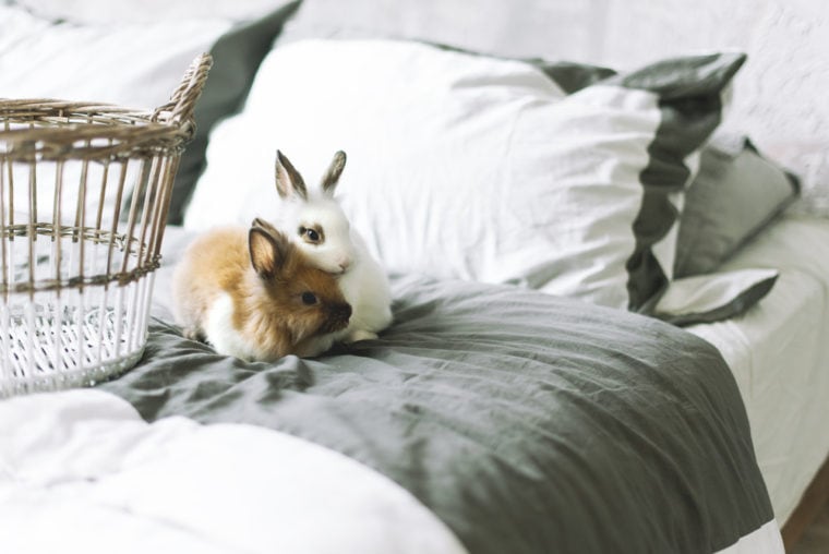 pet rabbits on the bed