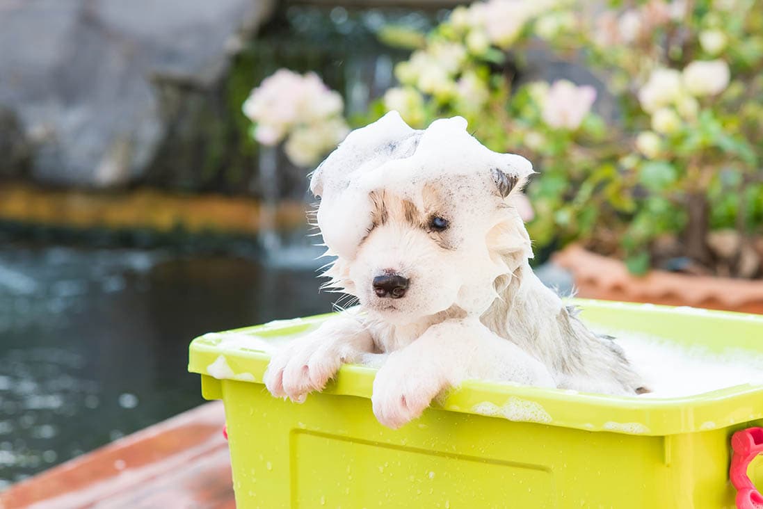siberian husky puppy taking a bath