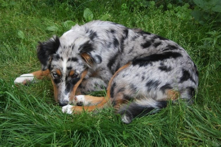 perro pastor australiano enfermo tirado en la hierba