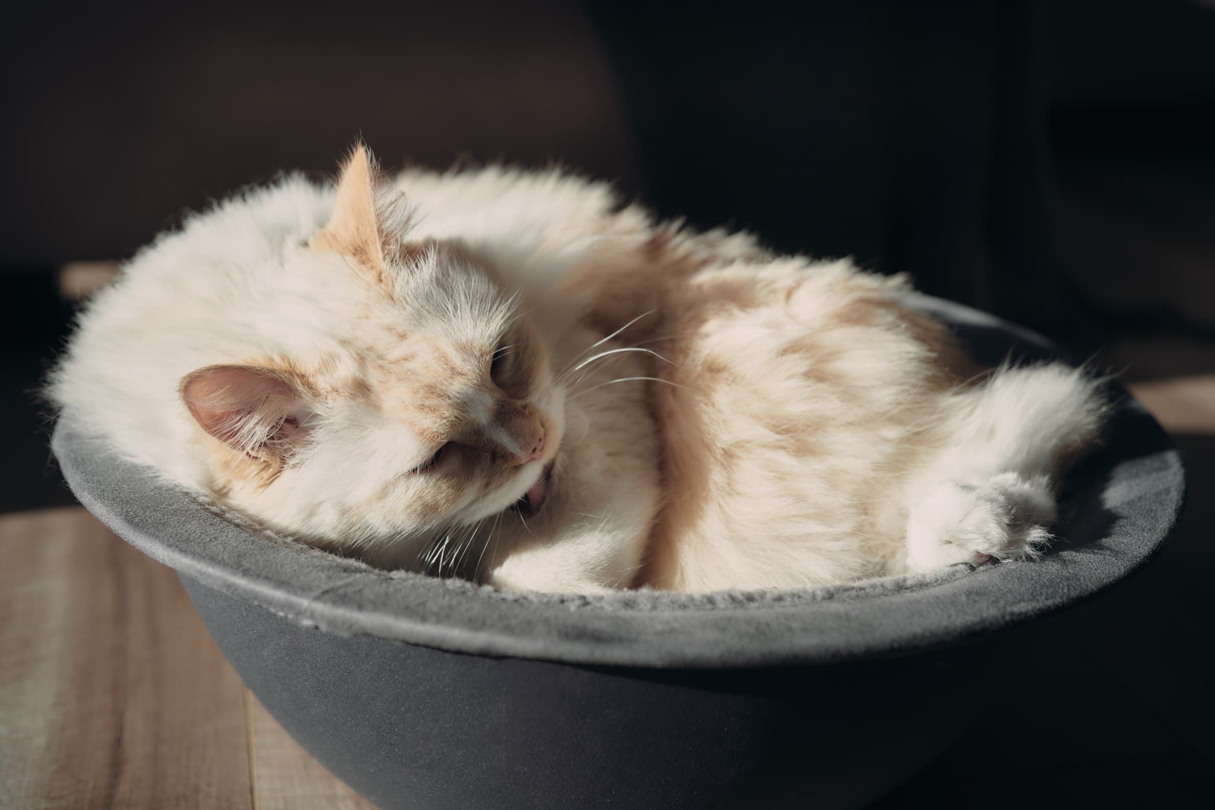 sleeping cozy cat in hepper nest bed