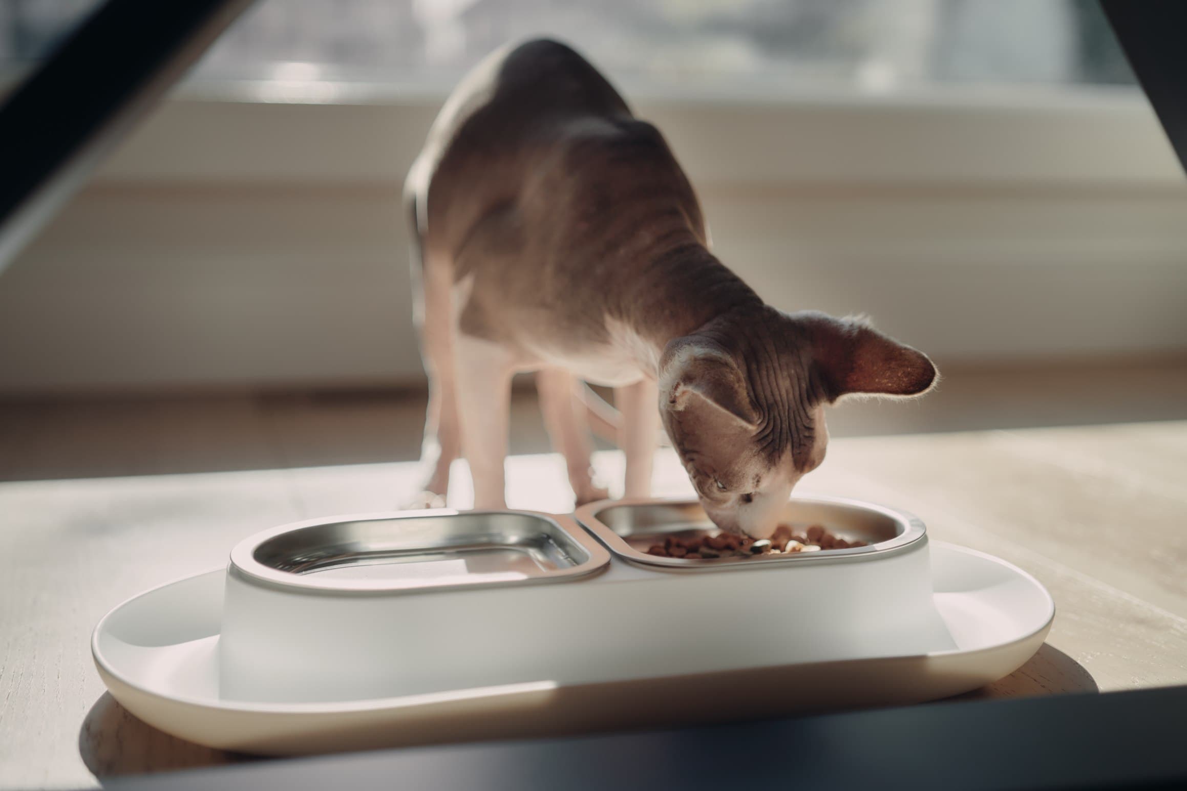 sphynx cat eating from hepper nomnom cat food bowl