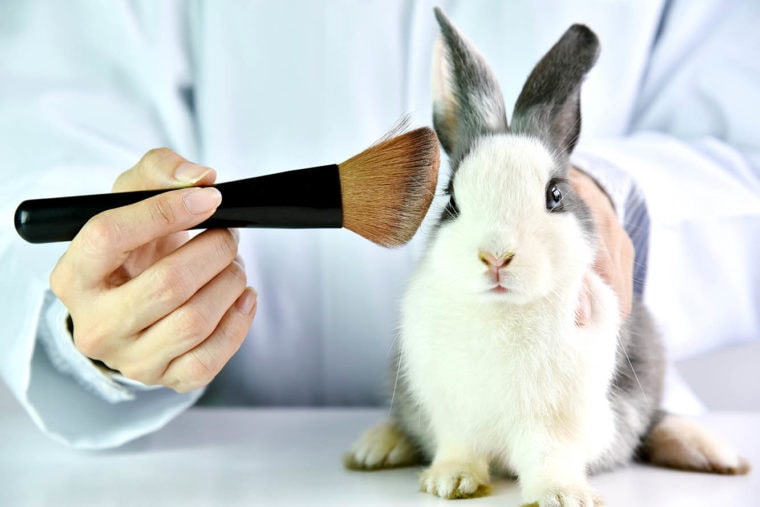 testing makeup on a rabbit