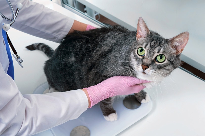 the veterinarian weighs an overweight cat on a scale