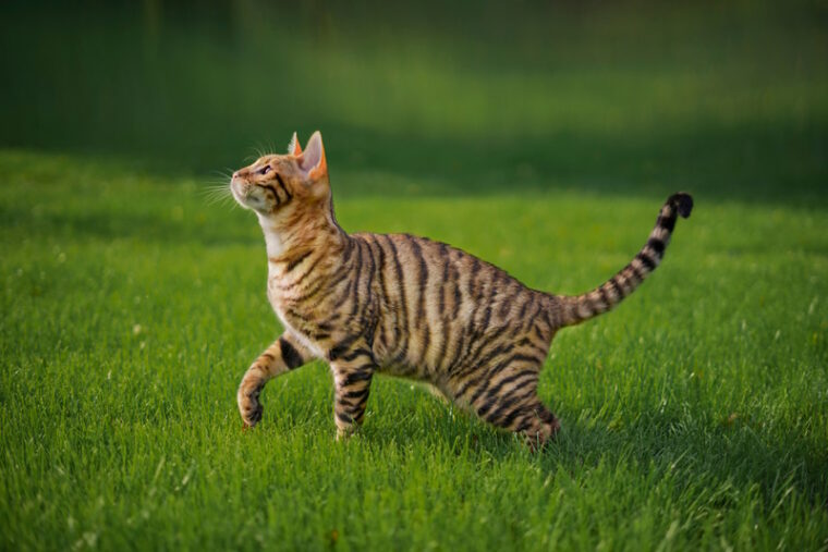 toyger cat in the grass
