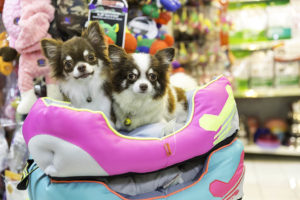 two chihuahua dogs inside the pet store