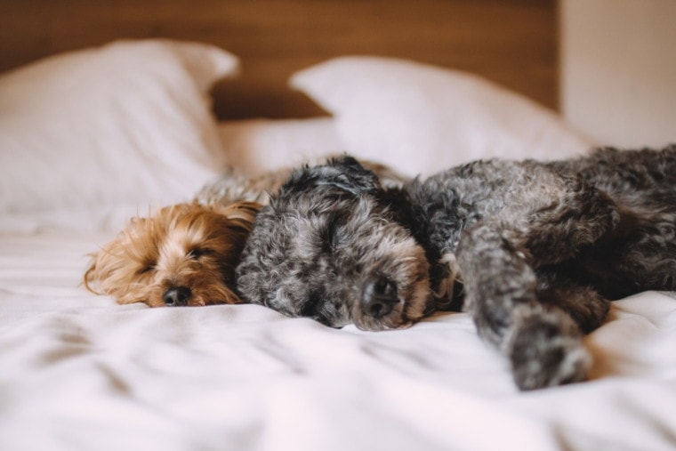 two cute dogs sleeping on the bed