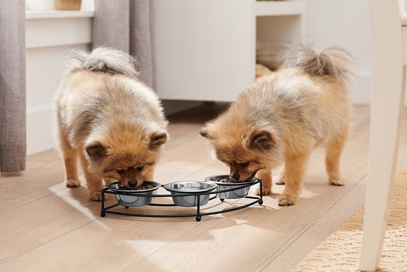 two fluffy dogs eating from the triple stainless steel feeders