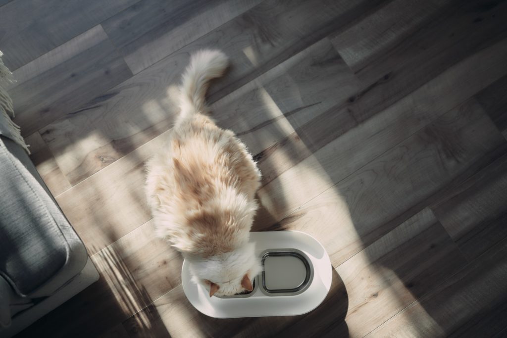 white cat eating hepper nom nom bowl
