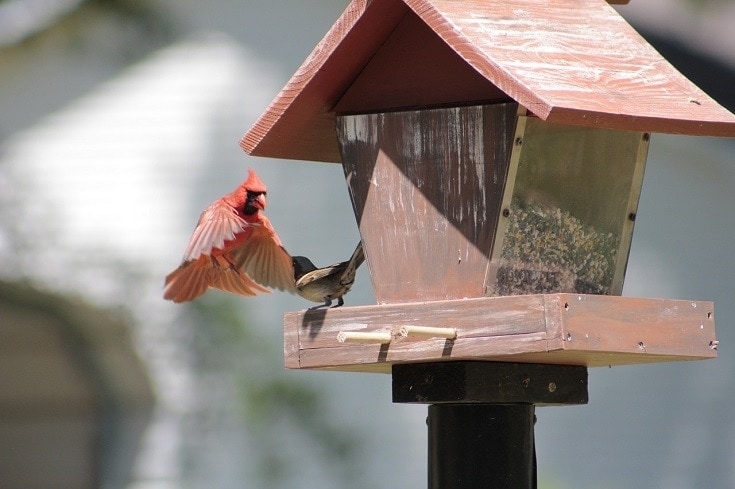 Cardinal birdhouse