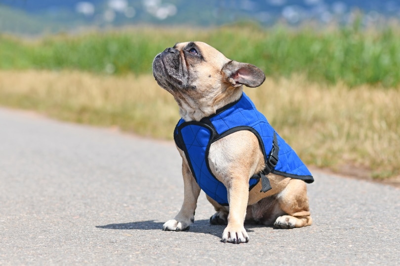 French Bulldog wearing blue cooling vest harness