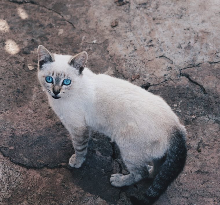 Ojos azules cat looking up