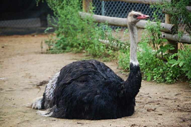 Ostrich Sleeping