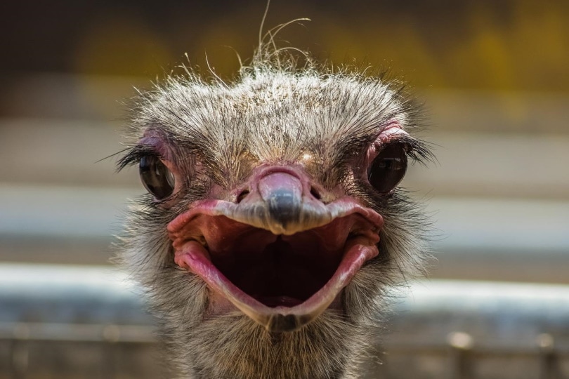 Ostrich looking at the camera