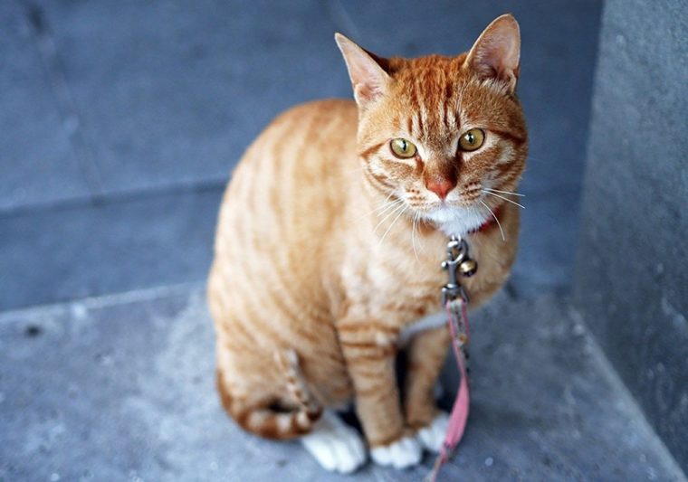 Serrade Petit Cat With Collar