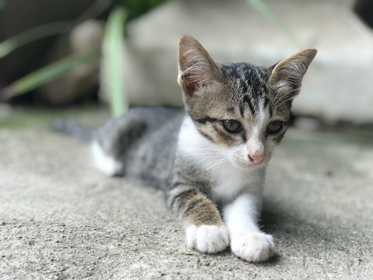 Serrade Petit Kitten