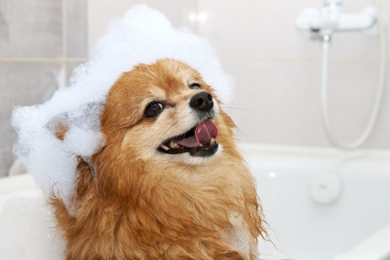 a little dog in the bathroom with shampoo foam on his head