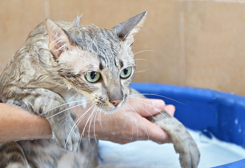 bañar a un gato atigrado con champú