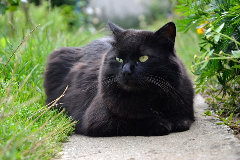 gato tiffany negro acostado al aire libre