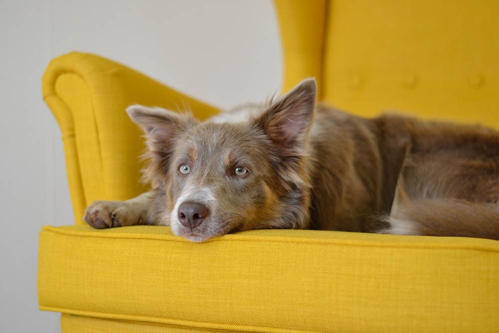 border collie sitting on yellow couch