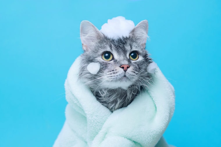 cat with waterless shampoo