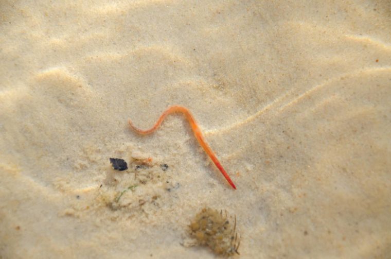 common earthworm in water and in the sand