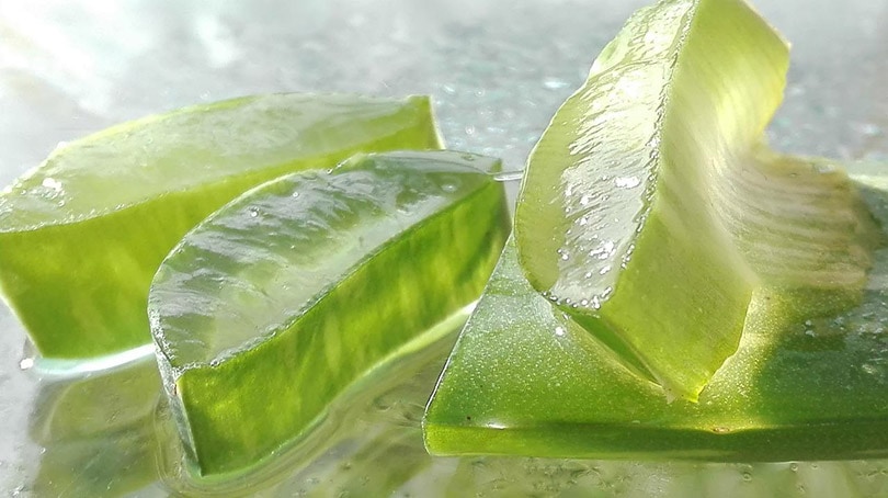 cut aloe vera leaf