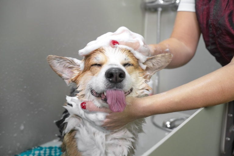 Can You Use a Human Conditioner on Dogs? Vet Reviewed Facts & FAQ | Pet