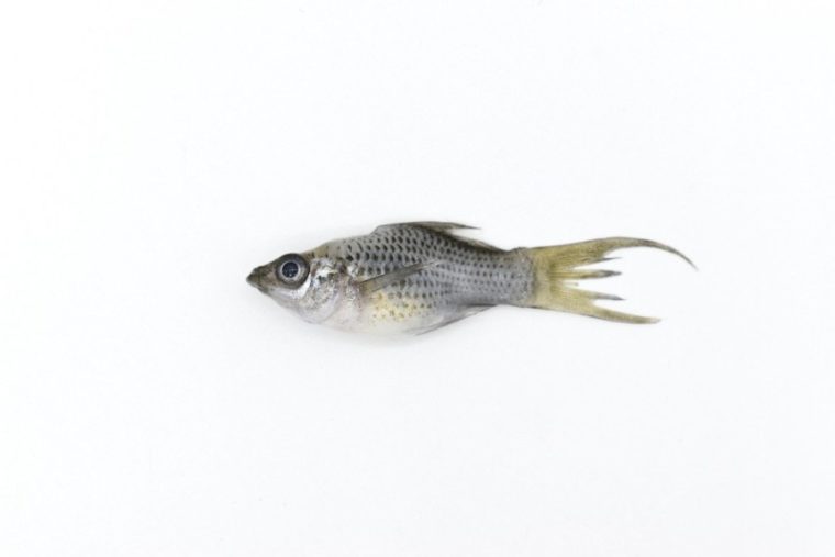 fish fin rot