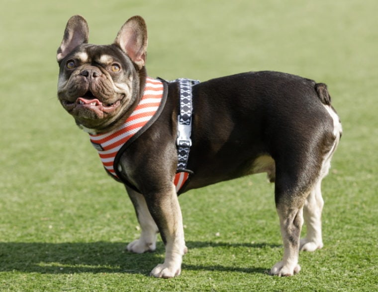 bulldog francés en la hierba con arnés