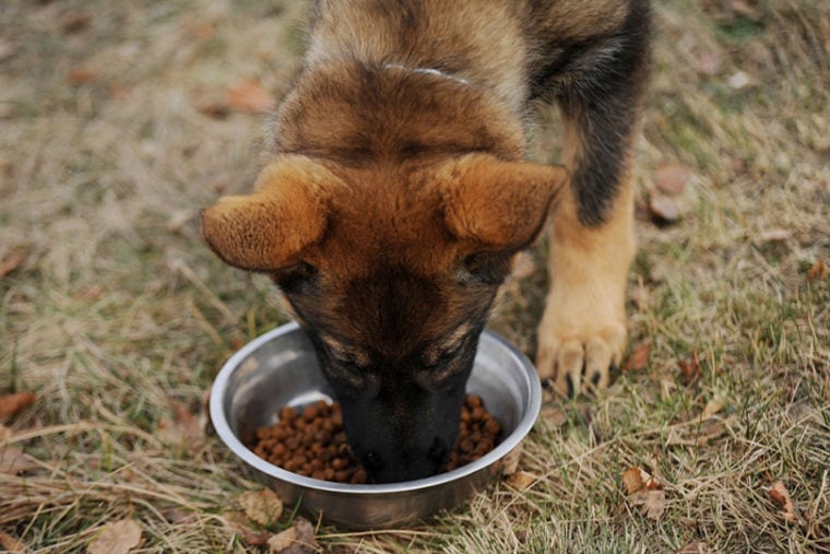 german shepherd puppy eating dry food outdoors