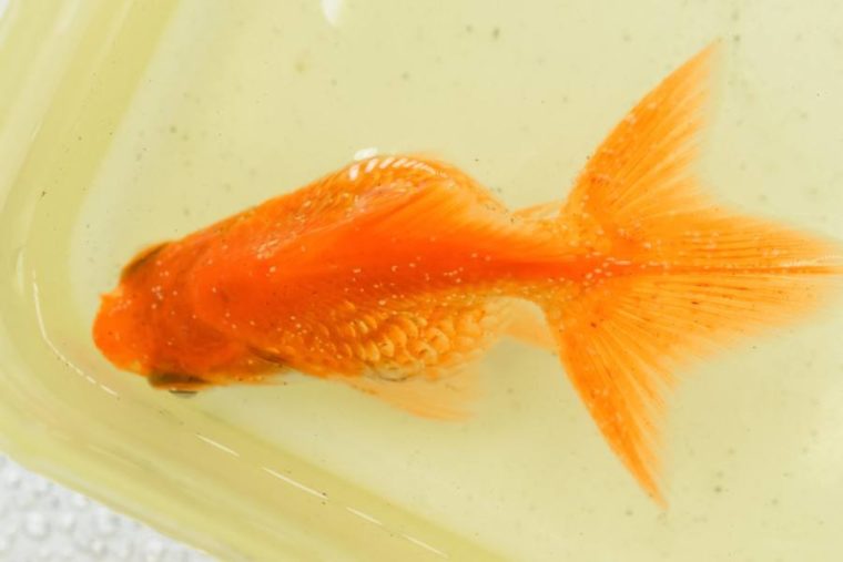 goldfish ich