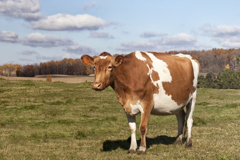 Guernsey Cow Facts Pictures Uses Origins And Characteristics Pet Keen