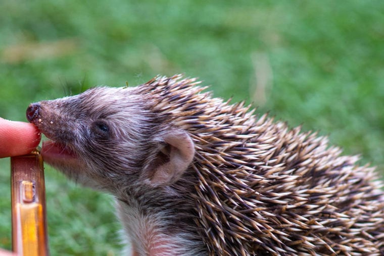 hedgehog bites a person's finger