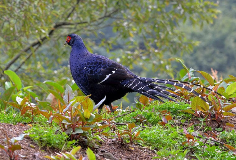 male Mikado pheasant looking for food