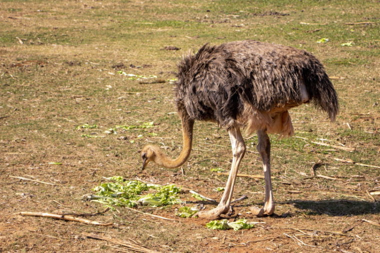 ostrich eating grass