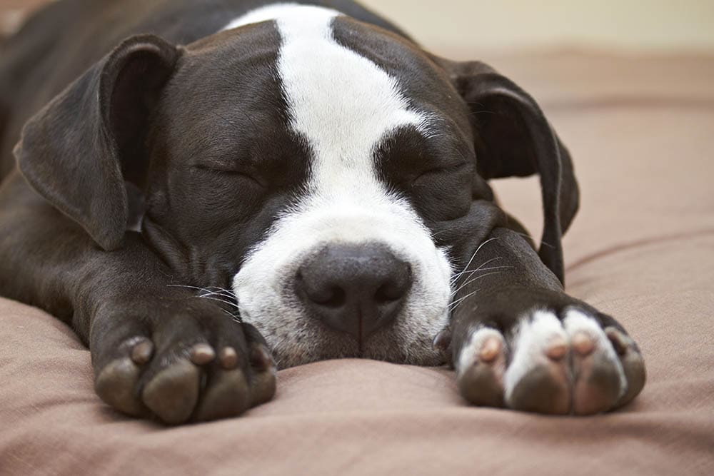 pitbull puppy sleeping comfortably on its bed