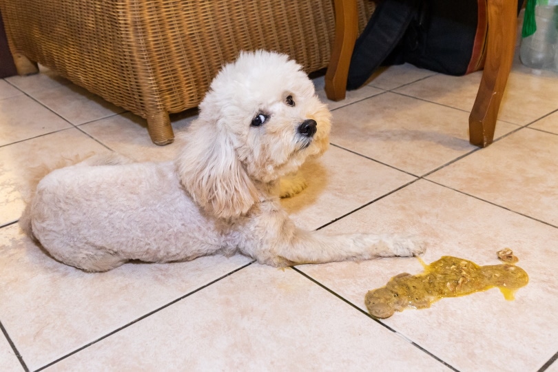 poodle dog with vomit on the floor