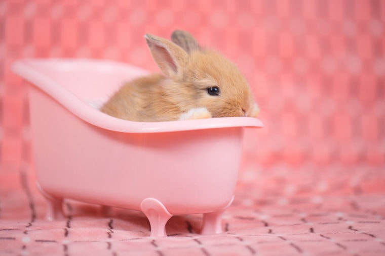 rabbit bath
