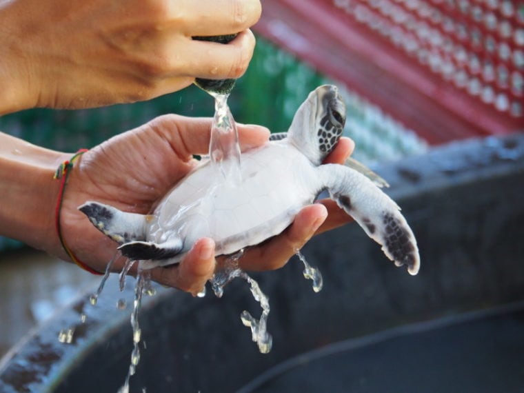 sea turtle having a bath