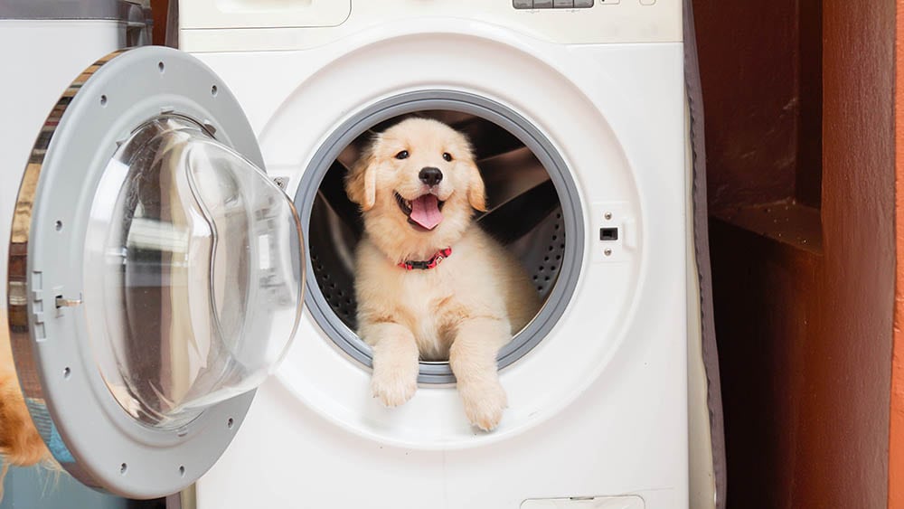 How to Clean Dog Hair Out of a Washing Machine (4 Simple Steps) | Pet Keen