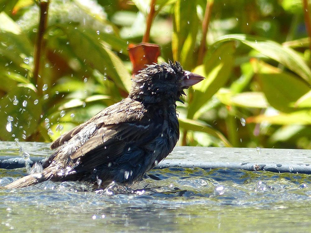 sparrow bird bathing