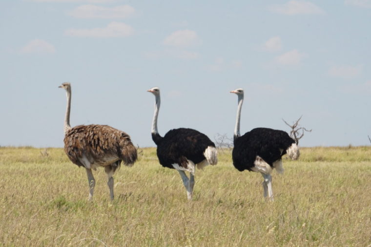 three ostrich standing in the grass