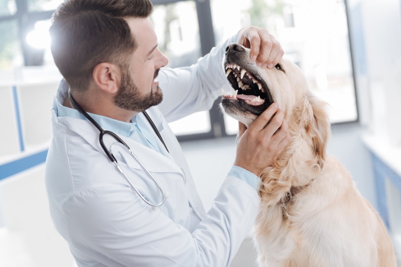 The vet examines the dog's teeth